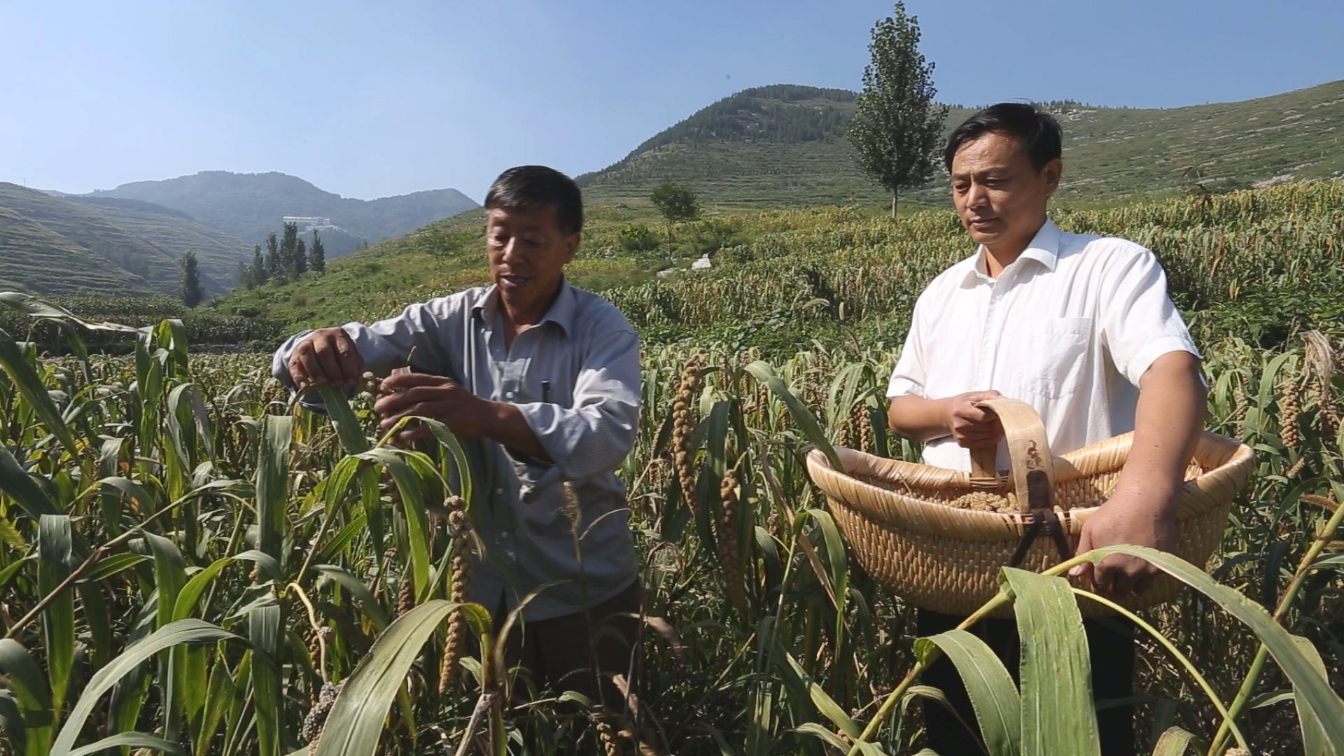 山东省淄川区：土特产变成金饽饽 成为乡村振兴齐鲁样板省级示范